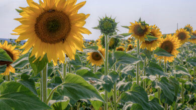 Girasole con insetti impollinatori nella campagna senese